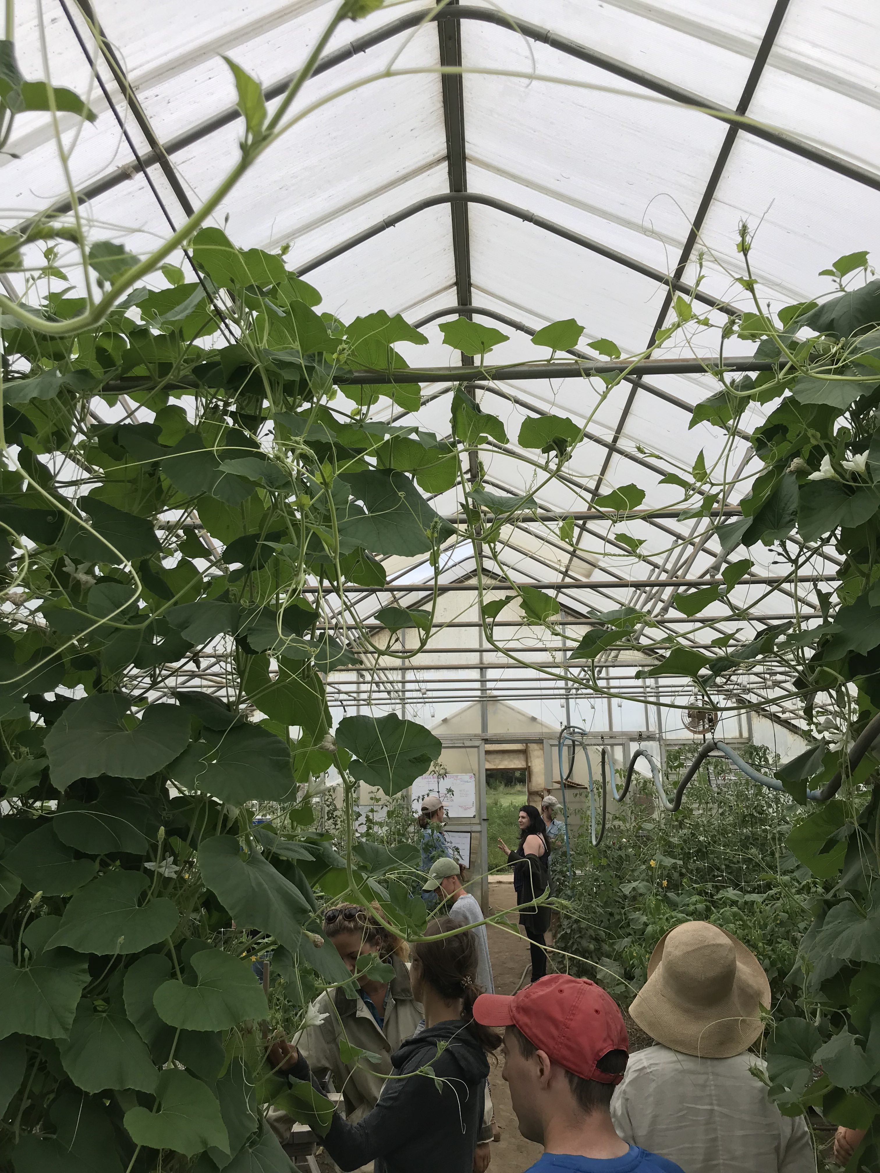 inside of greenhouse