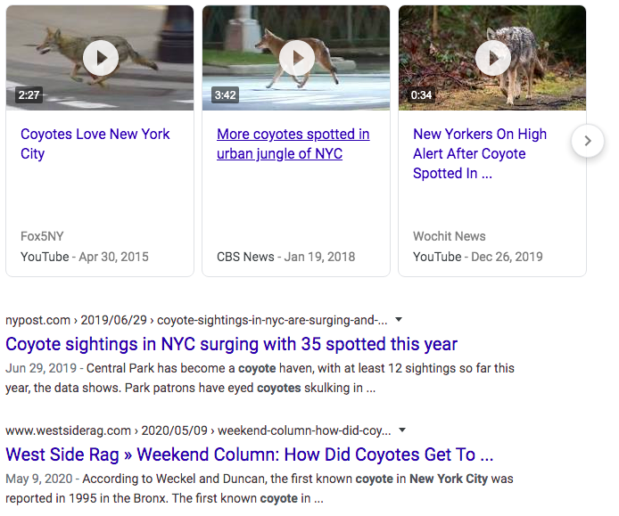 Screenshot of Google results for "Coyote NYC" showing three videos and two news articles.