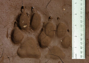 Wolf tracks in mud with ruler. Photo by the Oregon Department of Fish and Wildlife.
