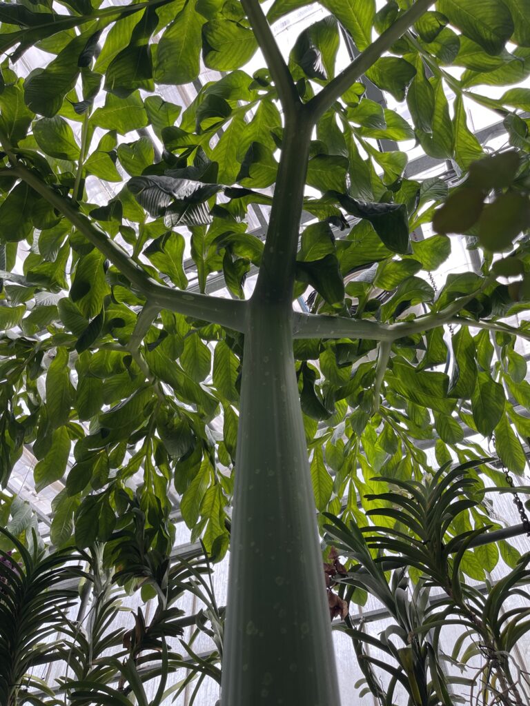 The titan arum, or corpse flower. The biggest leaf in the world!