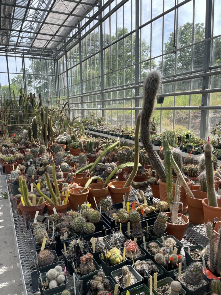 Another growing room in the greenhouse designed for cacti. Hundreds of cacti are placed in pots of various shapes and sizes.
