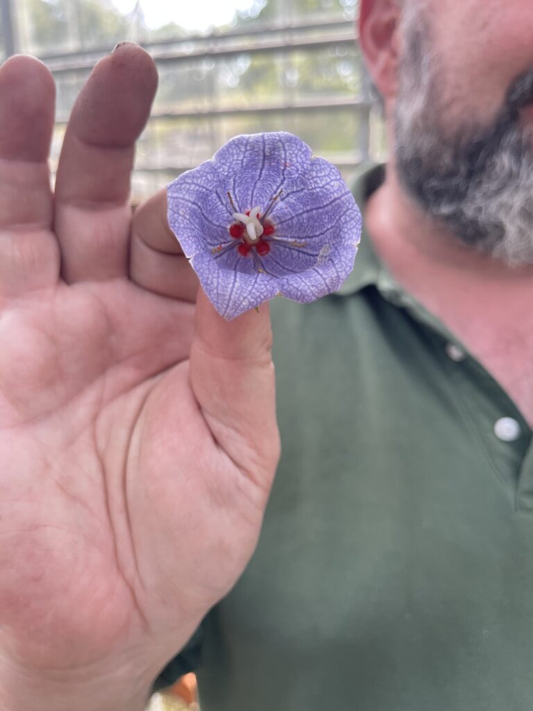 A bearded man holds up a purple flower with a red and white center.
