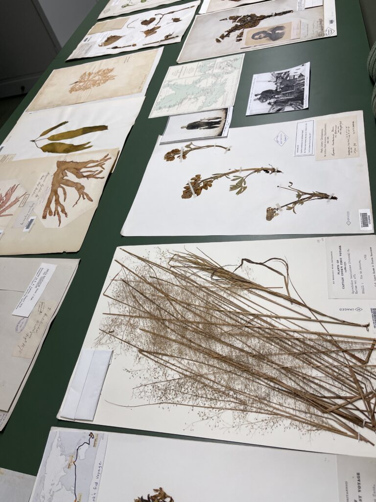 A spread of dried and pressed botanical samples arranged on a table.